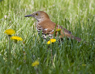 Brown Thrasher 0260